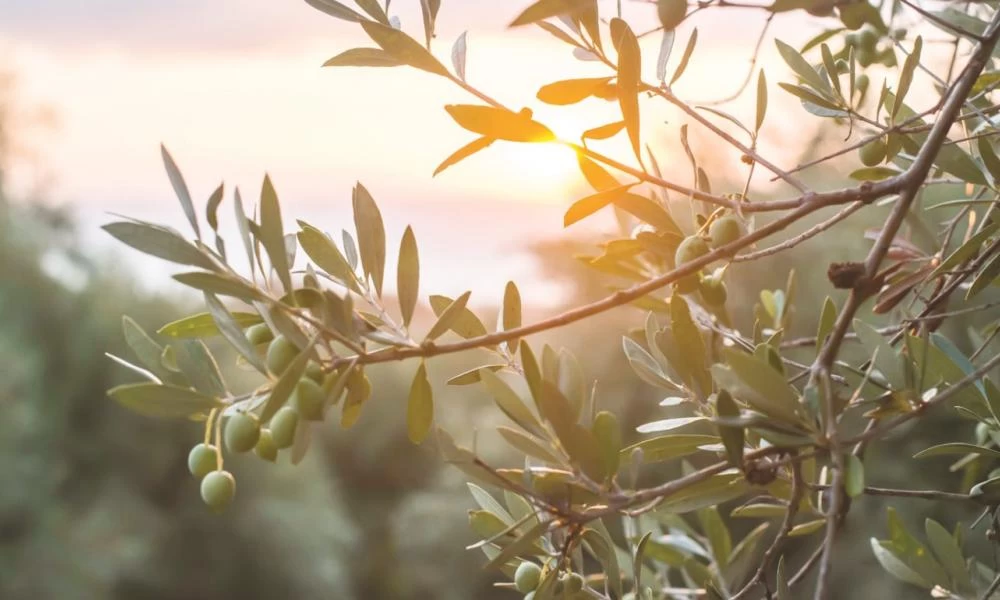 Χωρίς αποζημιώσεις στους ελαιοπαραγωγούς λόγω καύσωνα